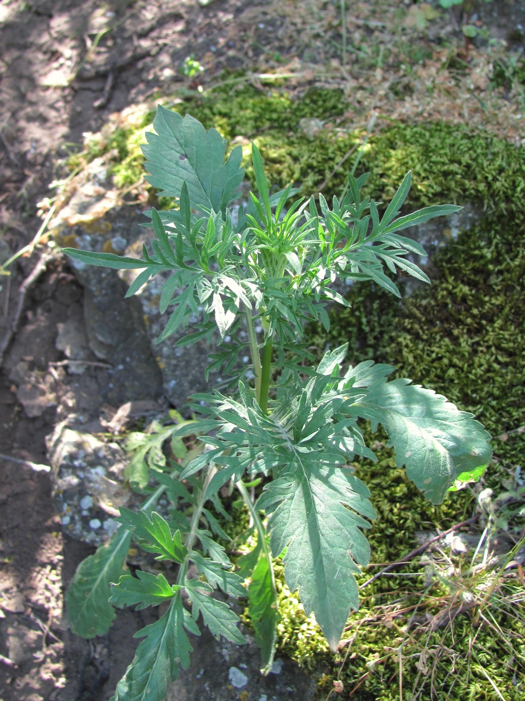 Изображение особи род Scabiosa.