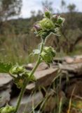 Malva multiflora