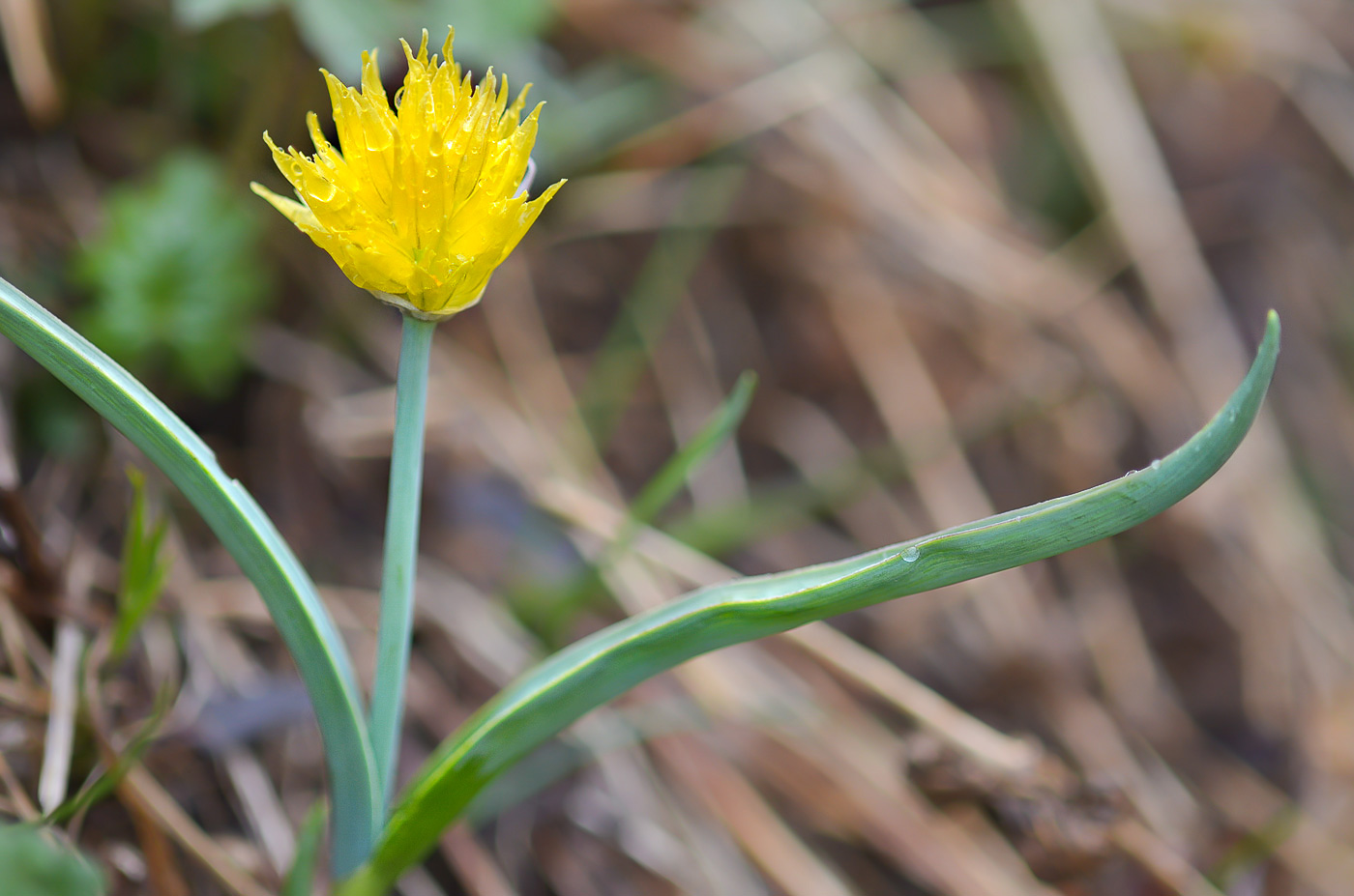 Изображение особи Allium semenowii.