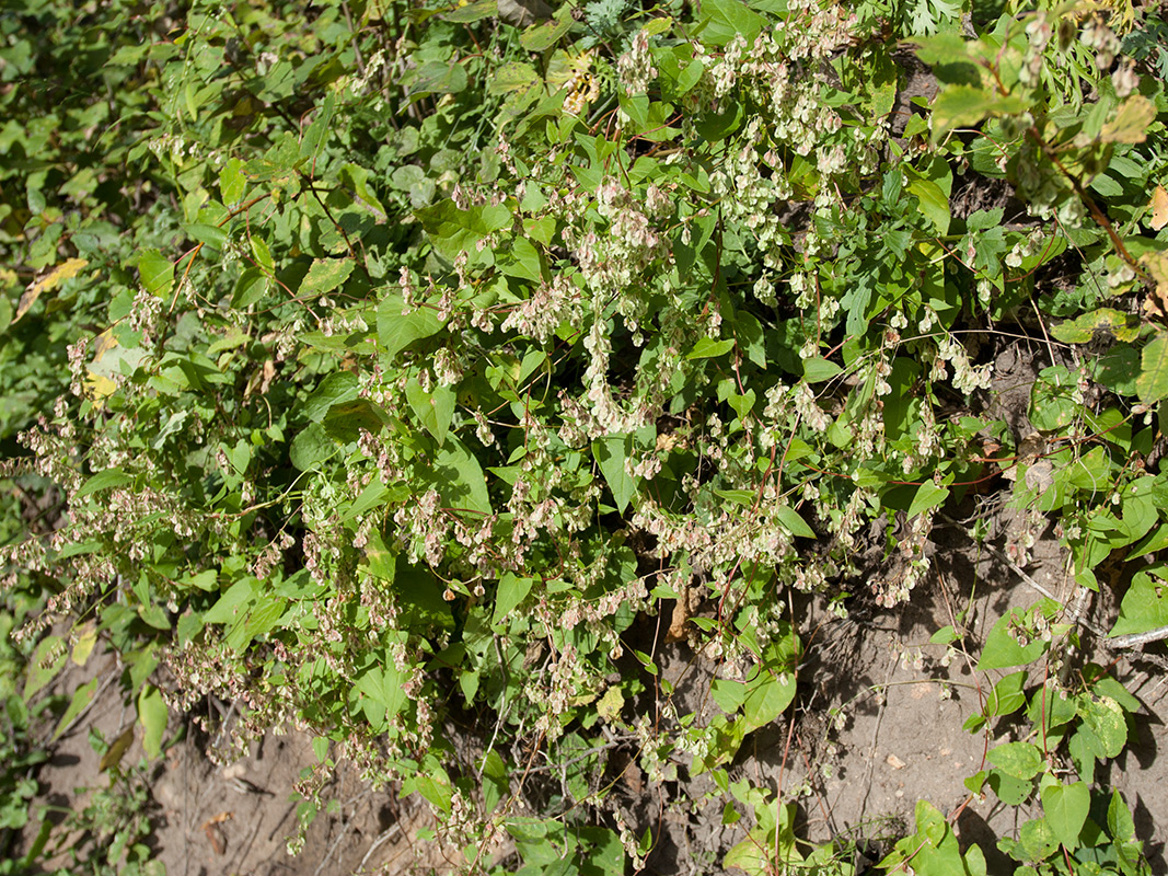 Image of Fallopia dumetorum specimen.