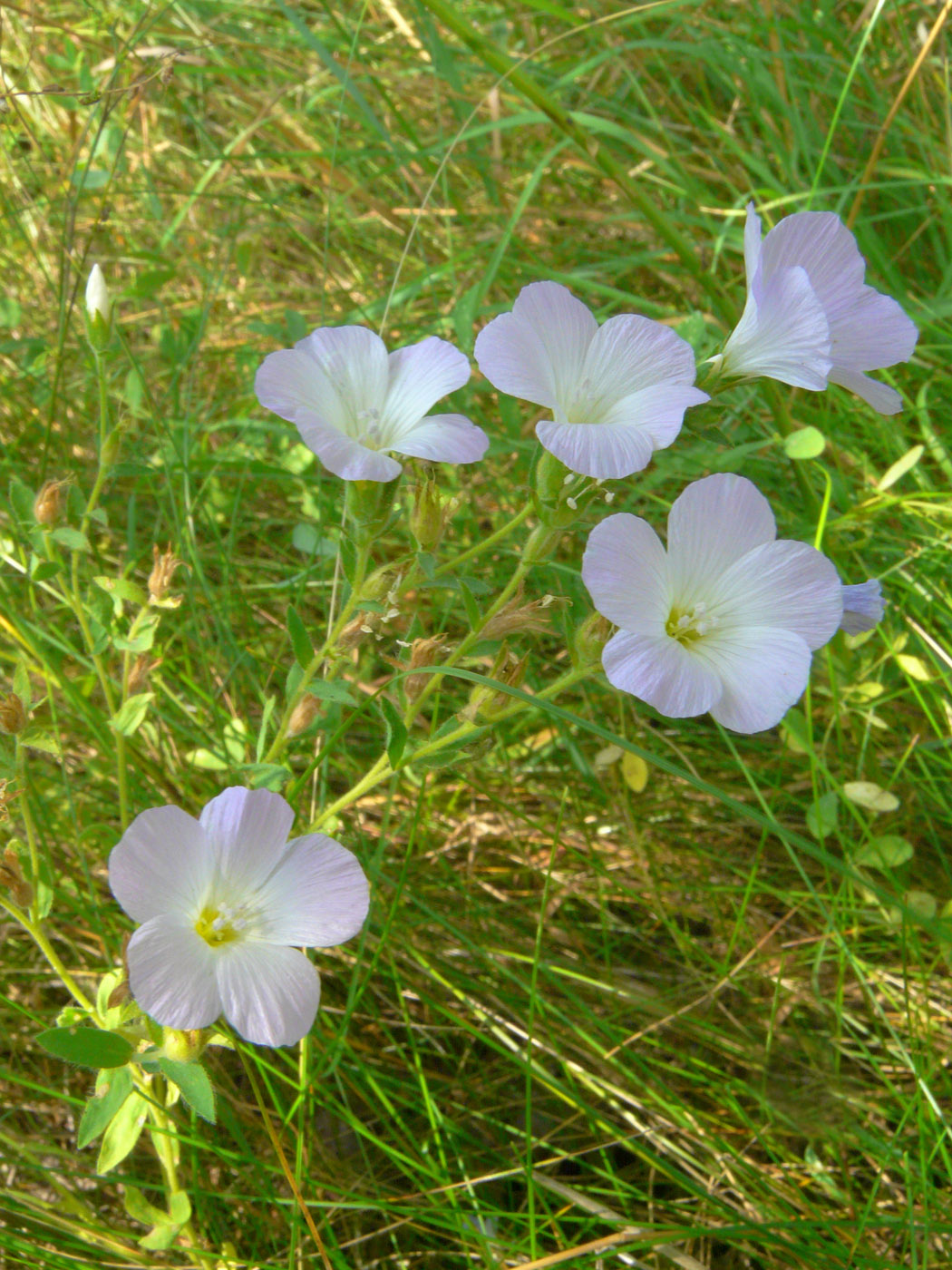 Изображение особи Linum hirsutum.