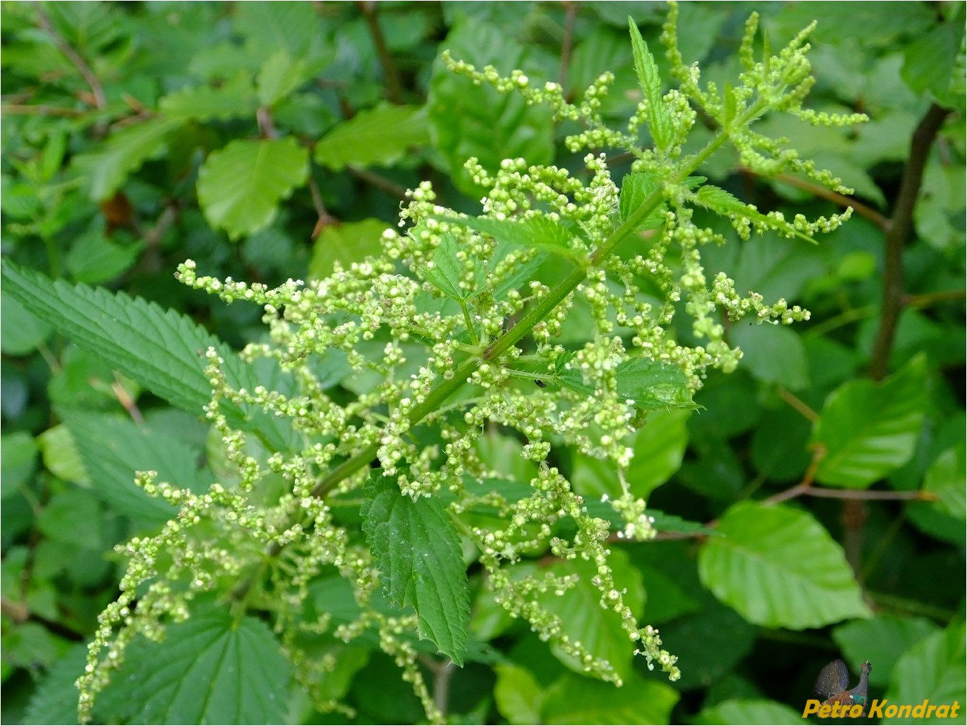 Изображение особи Urtica dioica.