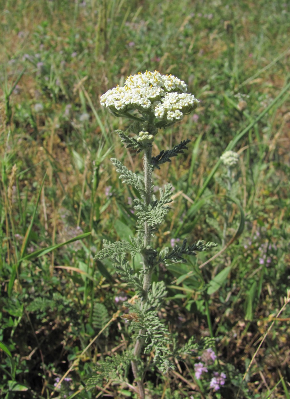 Image of Achillea millefolium specimen.