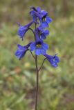 Delphinium mirabile