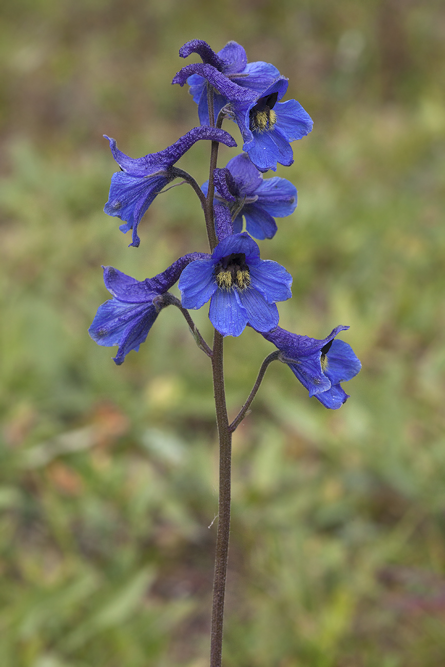 Image of Delphinium mirabile specimen.