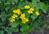 Caltha palustris