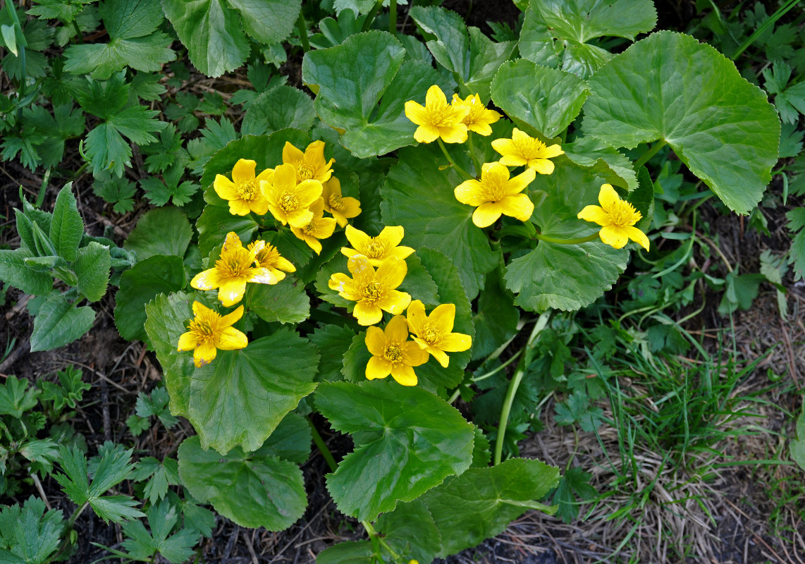 Изображение особи Caltha palustris.