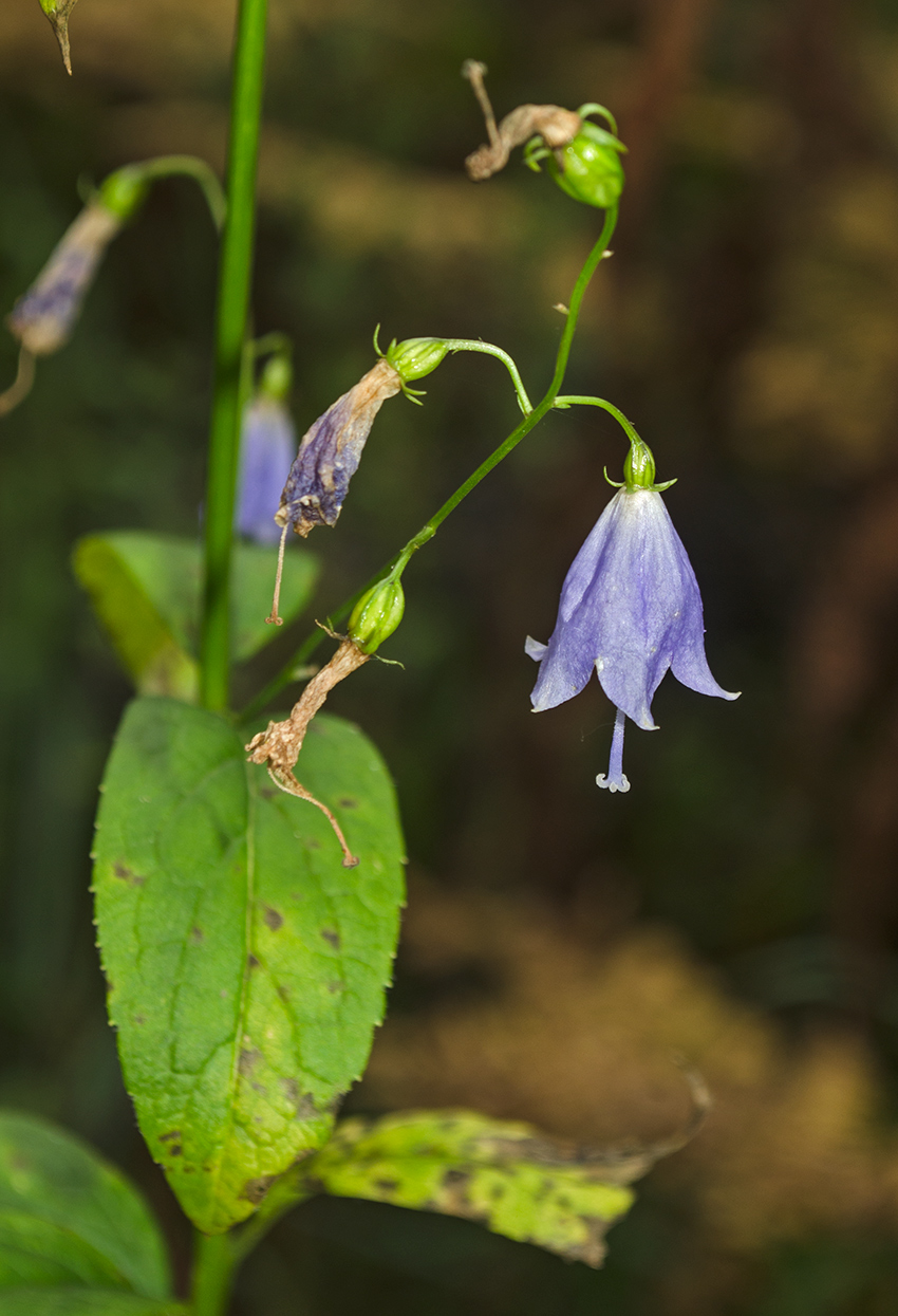 Изображение особи Adenophora liliifolia.