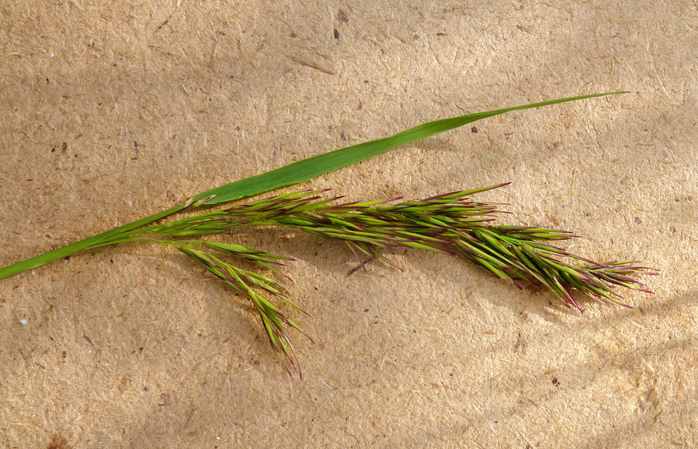 Image of familia Poaceae specimen.