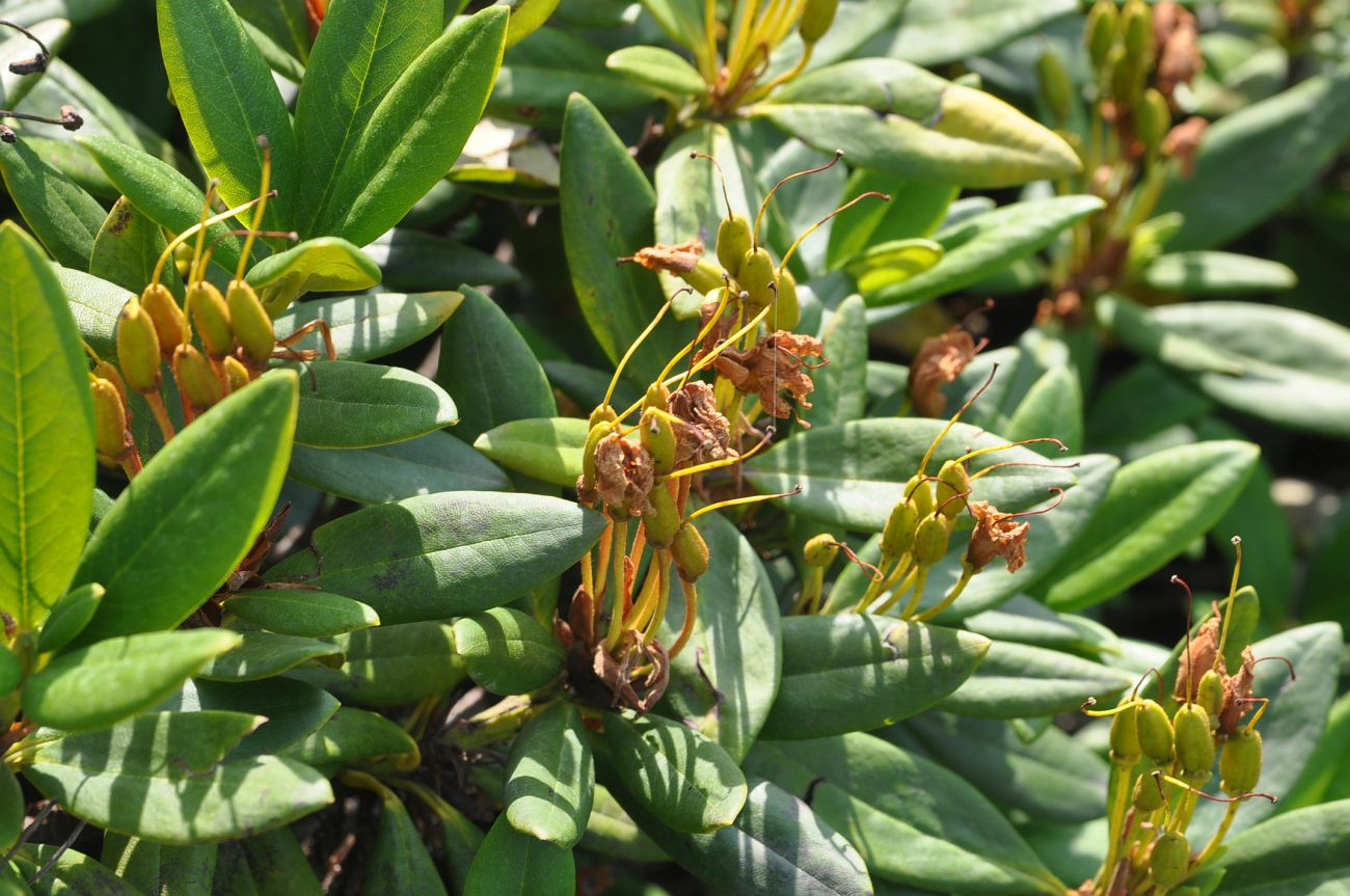Image of Rhododendron caucasicum specimen.