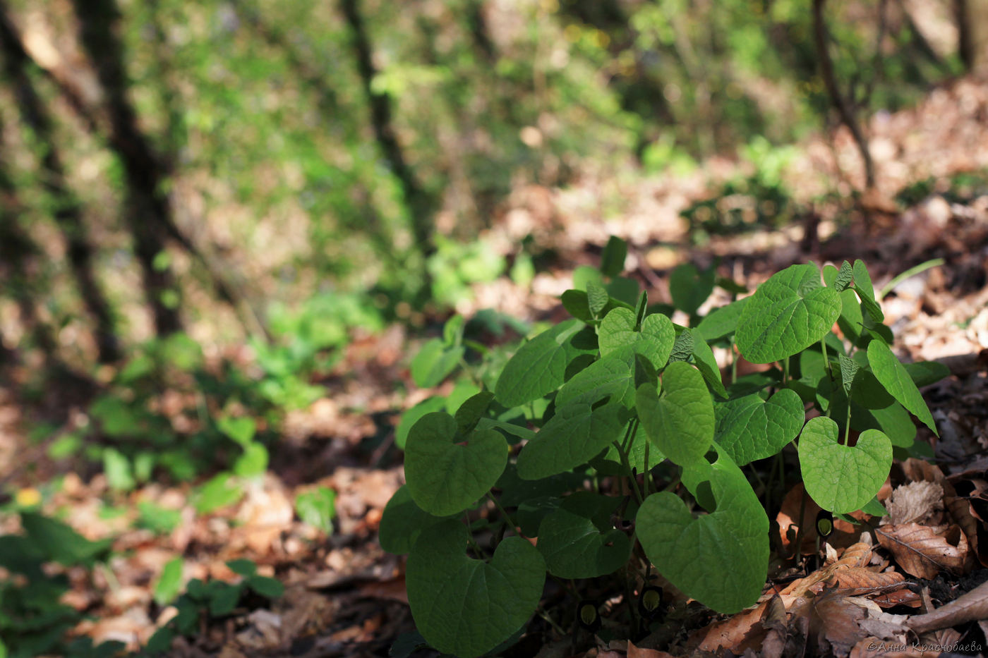 Изображение особи Aristolochia steupii.