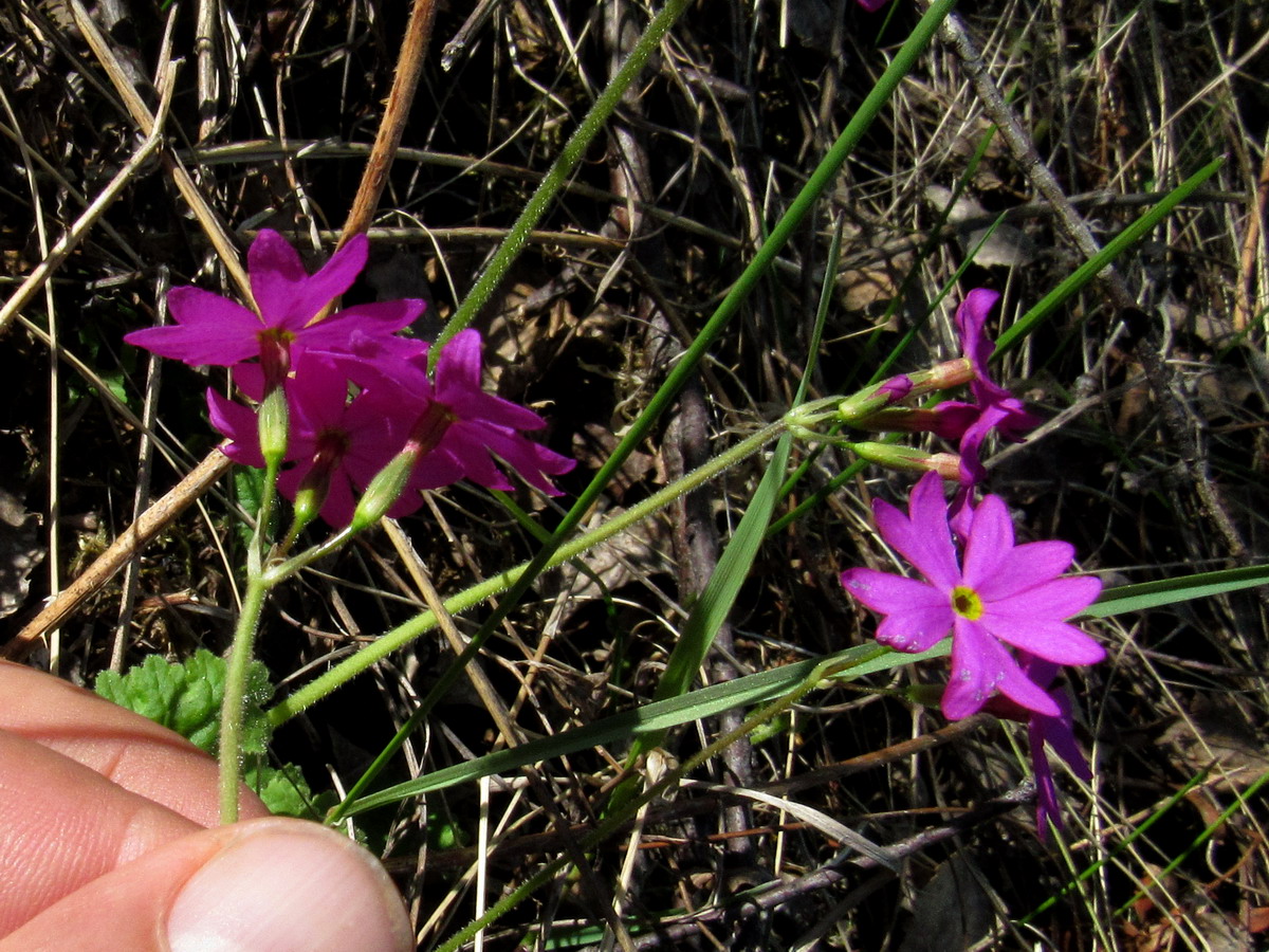 Image of Primula cortusoides specimen.