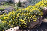 Euryops pectinatus. Цветущие растения. Израиль, горный массив Хермон, мошав Неве Атив, на камнях, \"беглец\" из культуры. 02.02.2019.