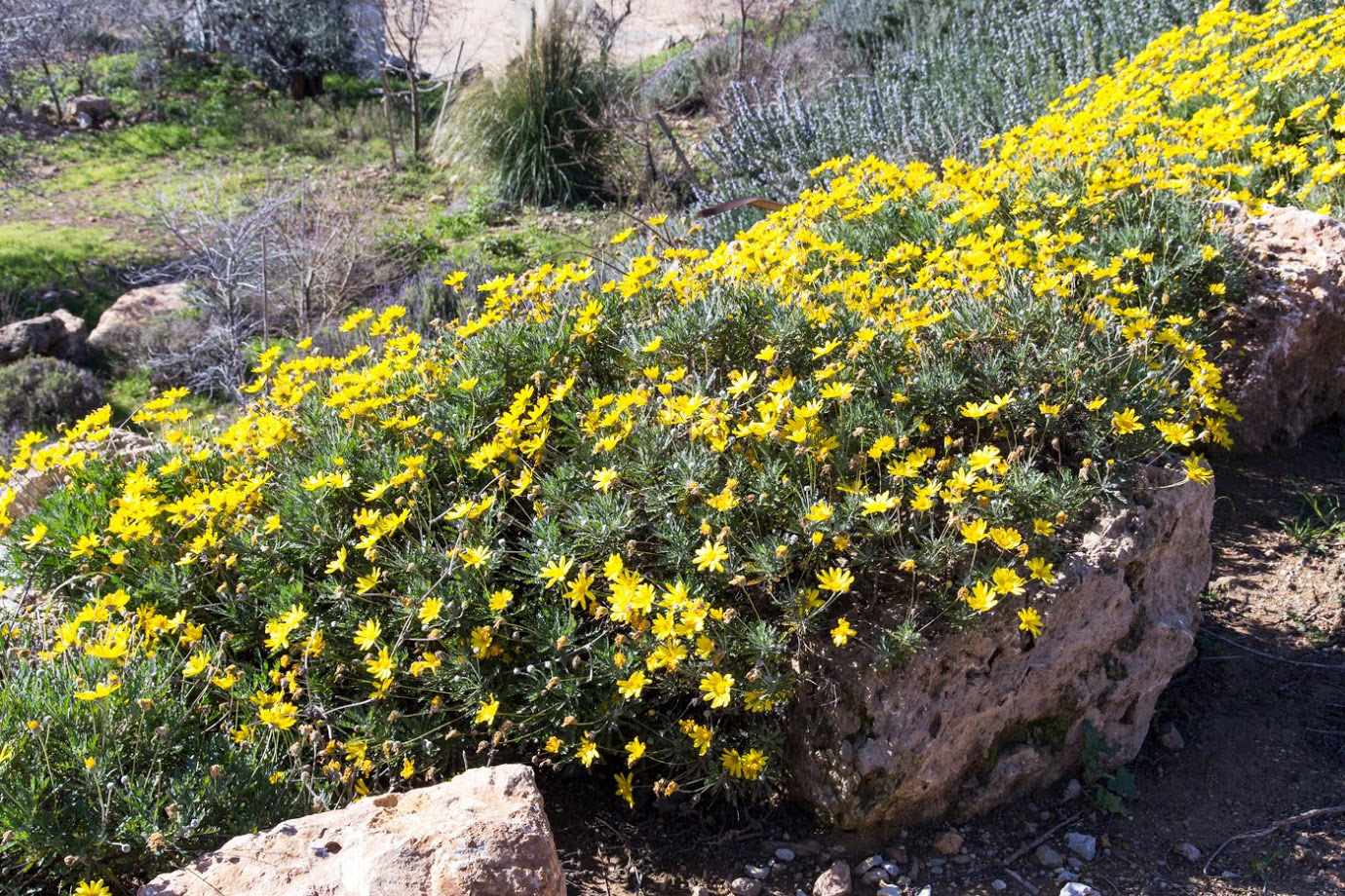 Изображение особи Euryops pectinatus.