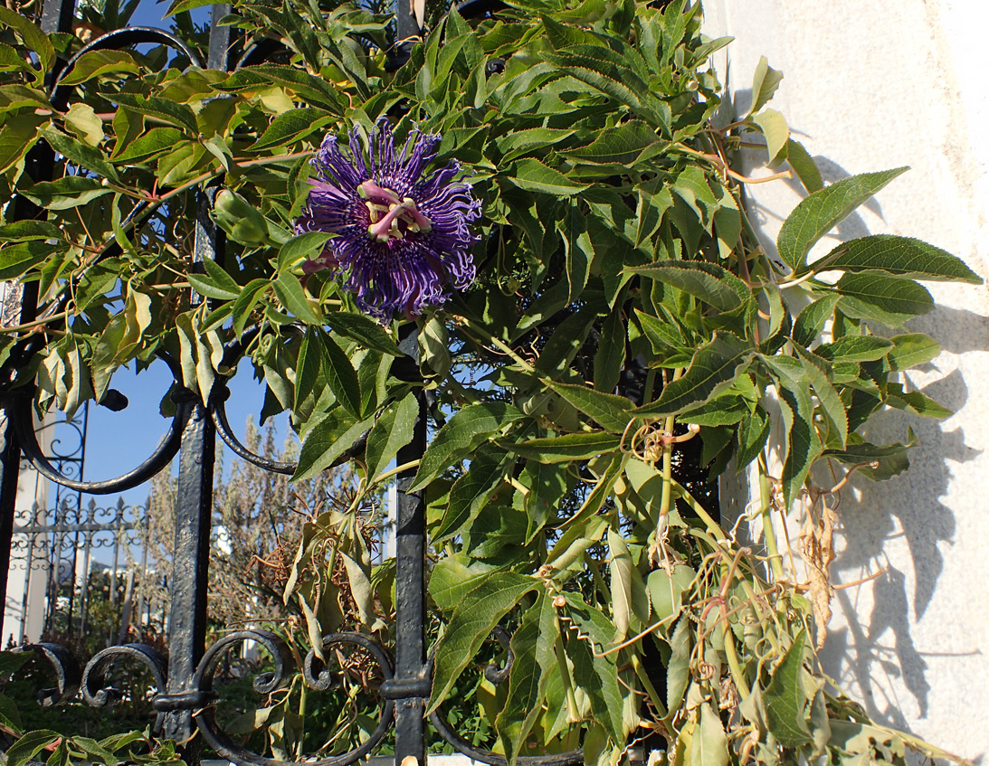 Image of Passiflora edulis specimen.