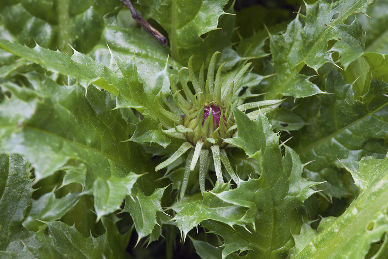 Изображение особи семейство Asteraceae.