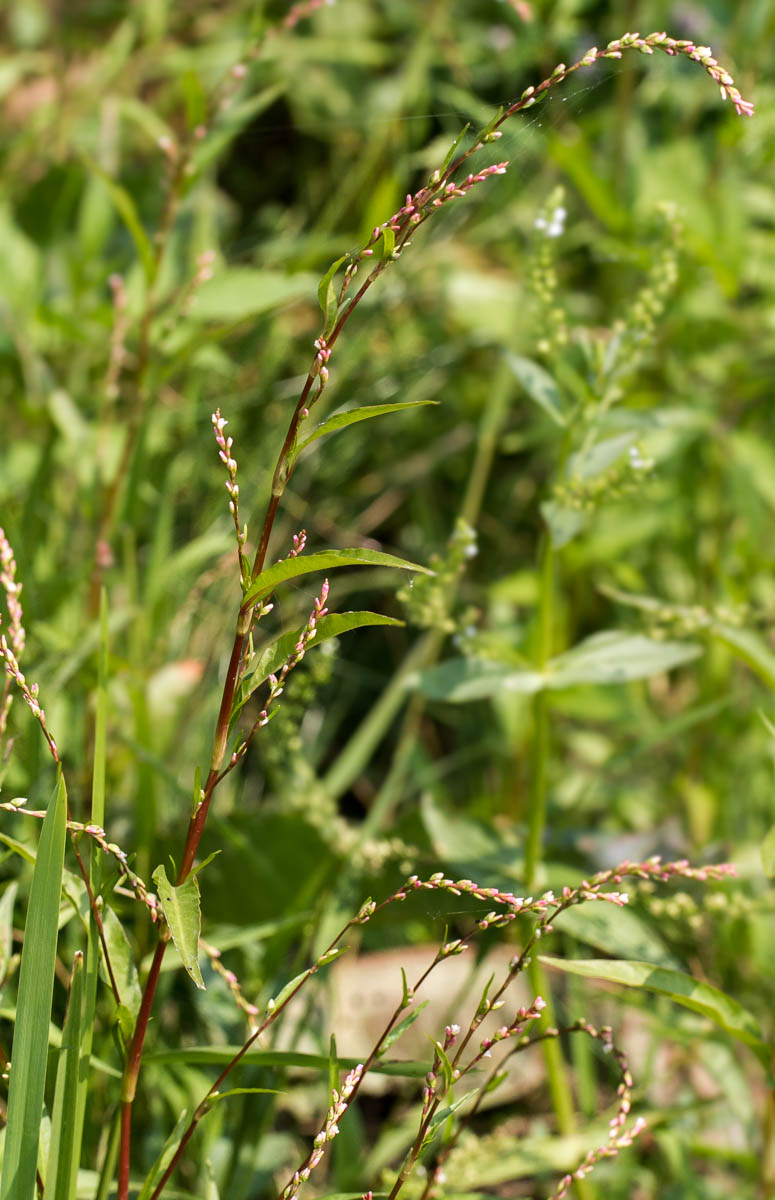 Image of Persicaria hydropiper specimen.