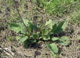 Senecio erucifolius. Перезимовавшее растение с основаниями сухих прошлогодних побегов. Краснодарский край, Кущёвский р-н, станица Шкуринская, склон балки Сухая. 26.04.2019.