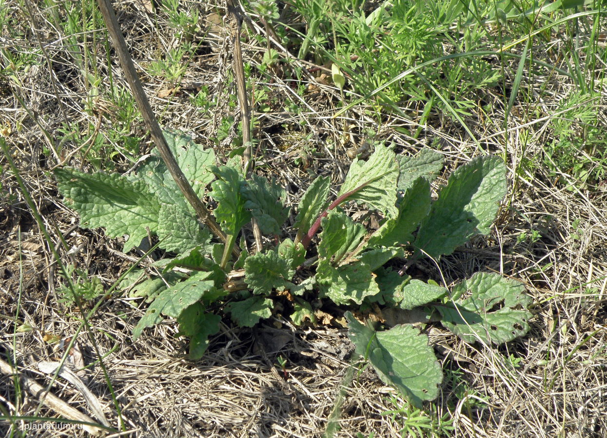 Image of Senecio erucifolius specimen.