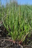 Plantago tenuiflora. Цветущие растения. Крым, Керченский п-ов, Приазовье, Караларская степь, Серная речка, засолённая степь. 04.05.2019.