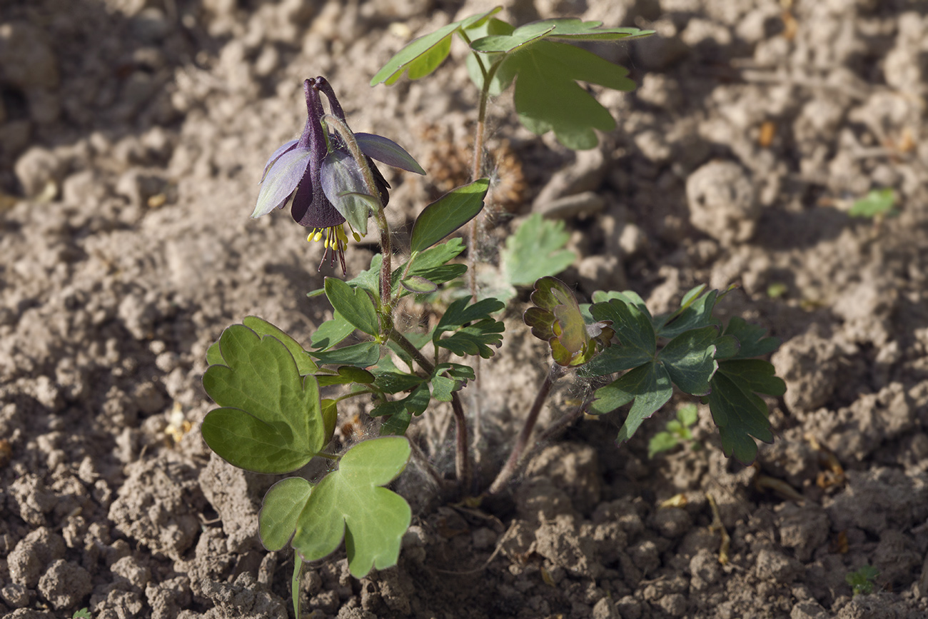 Изображение особи Aquilegia kamelinii.