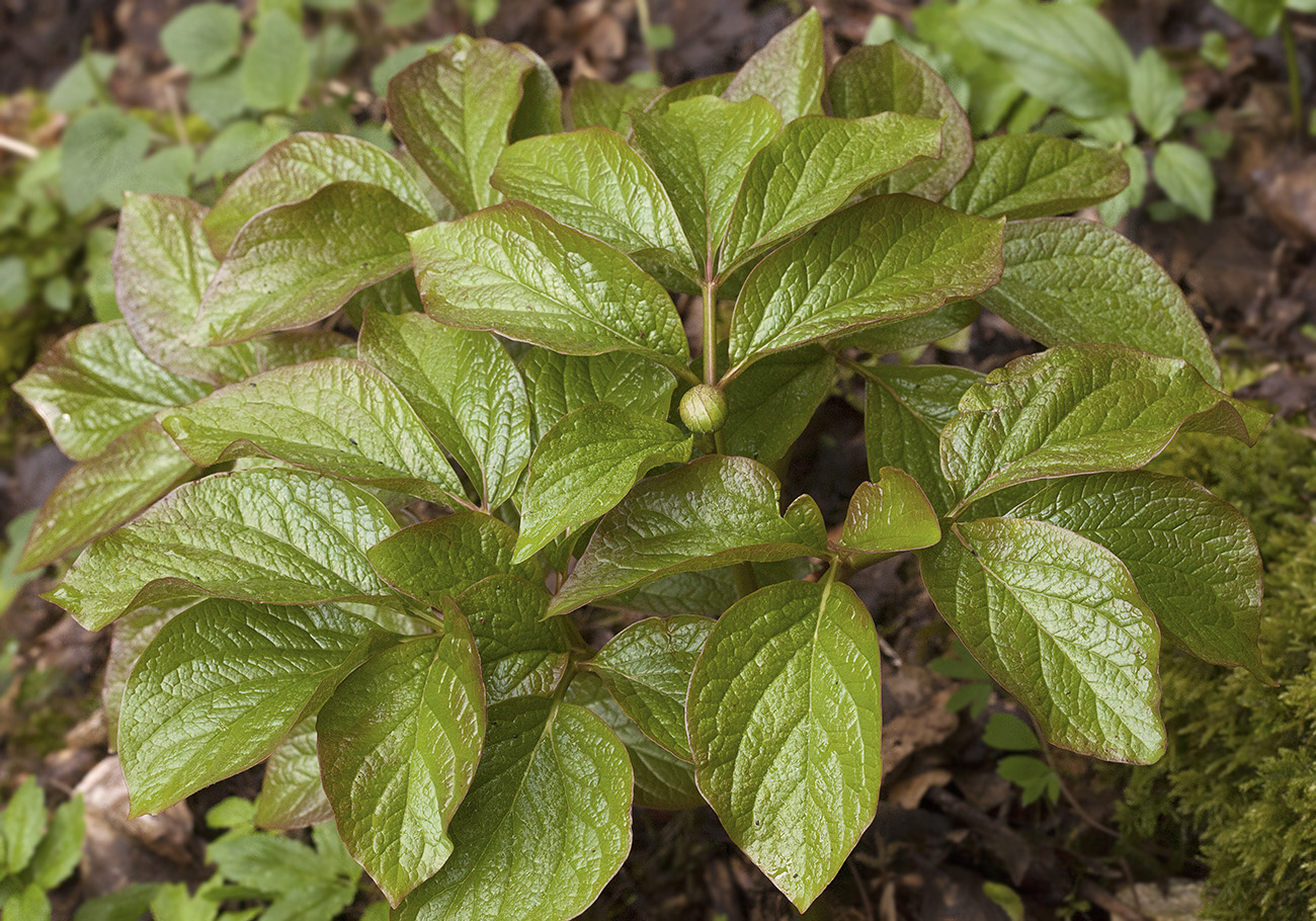 Изображение особи Paeonia wittmanniana.