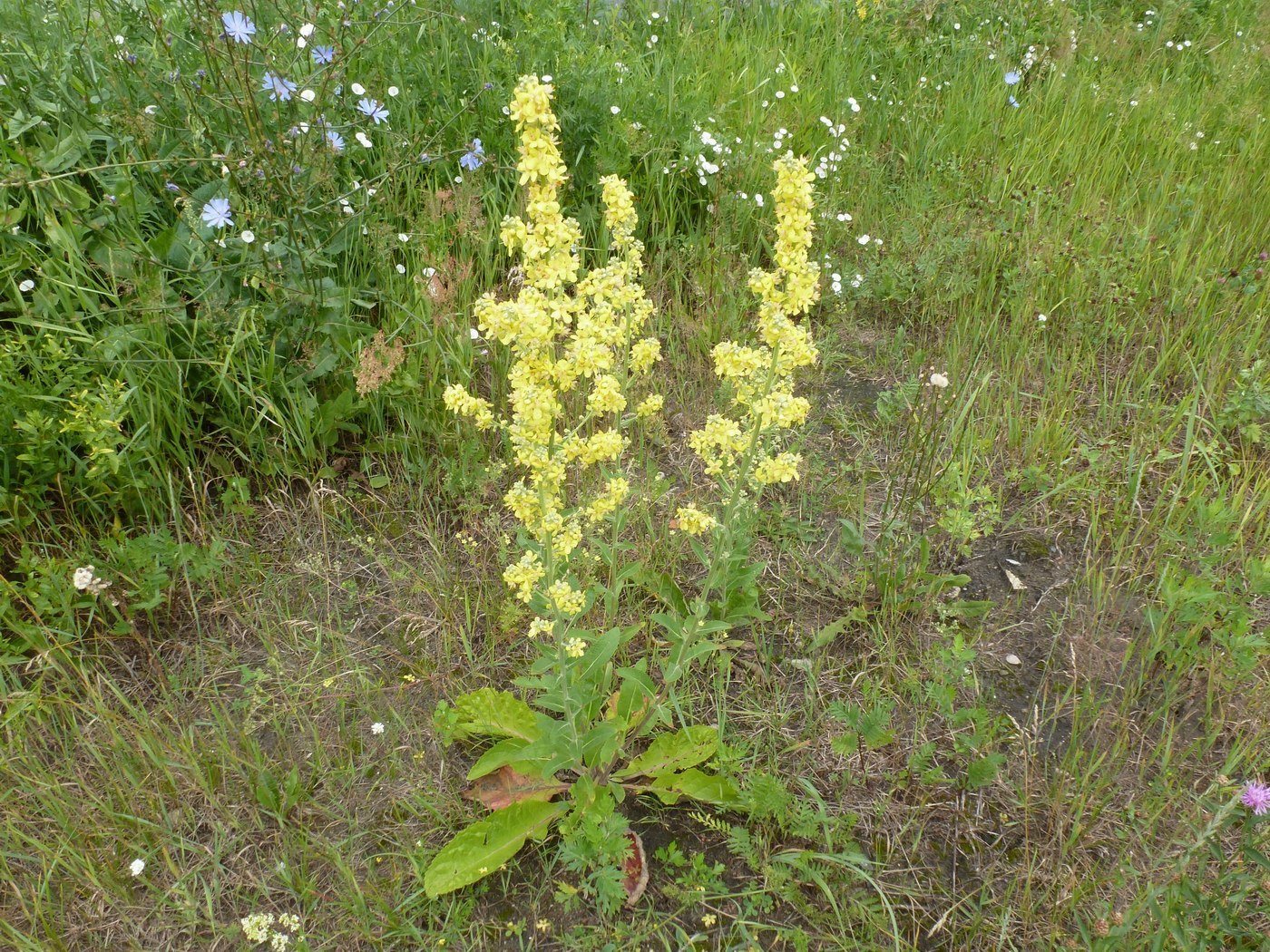 Image of Verbascum lychnitis specimen.