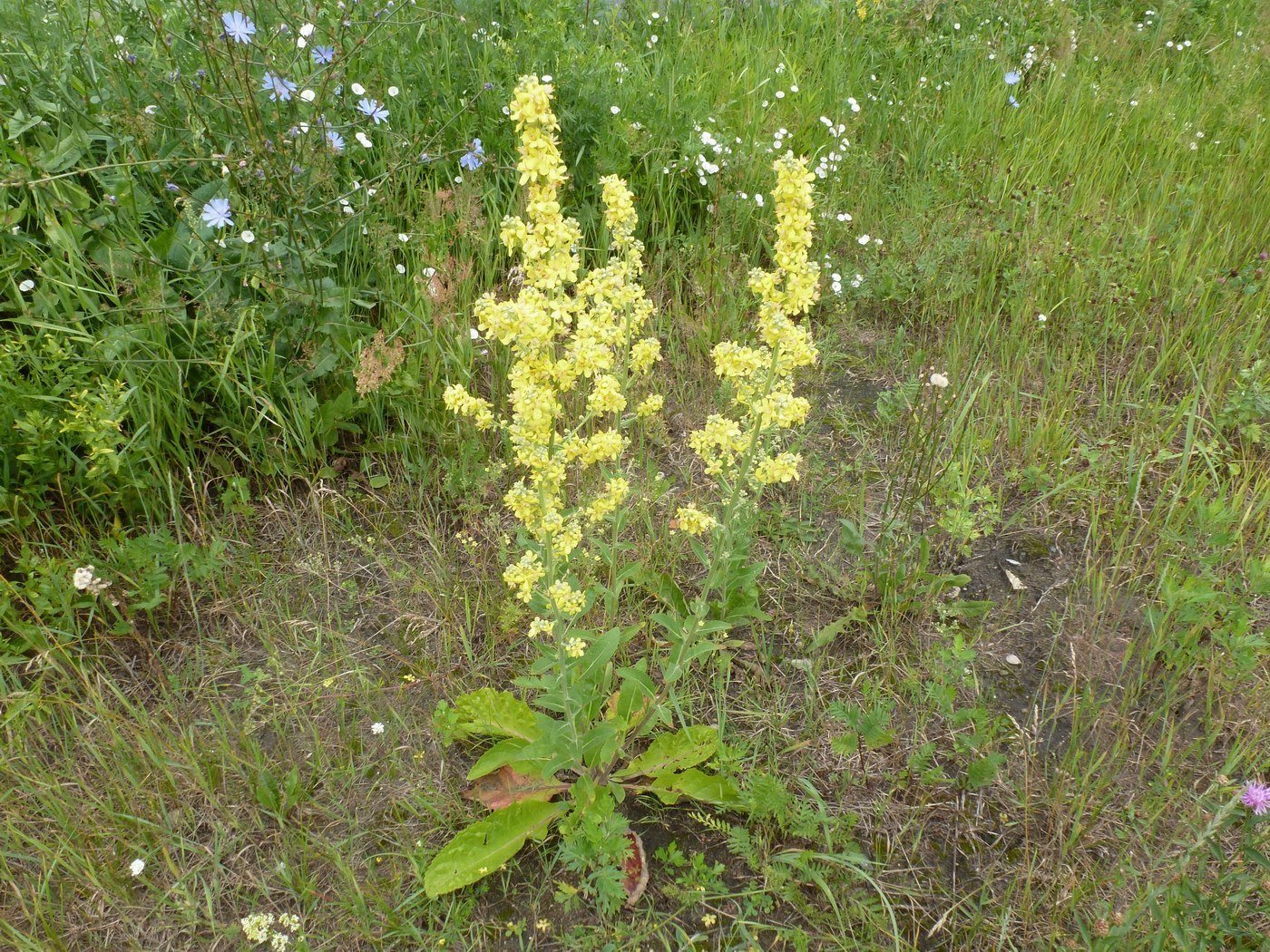 Изображение особи Verbascum lychnitis.