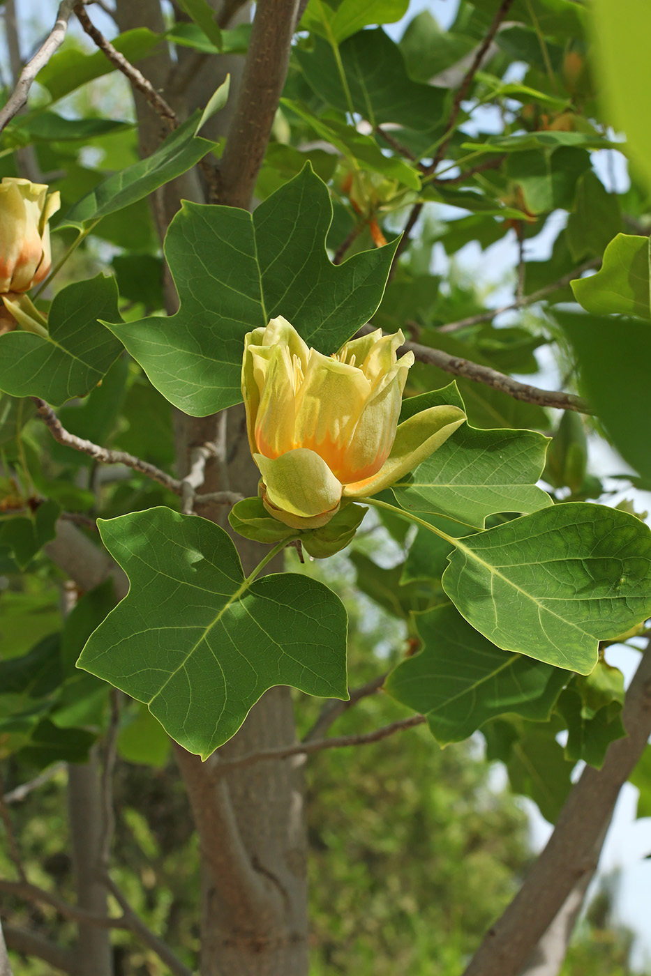 Image of Liriodendron tulipifera specimen.