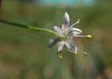 Allium cepa