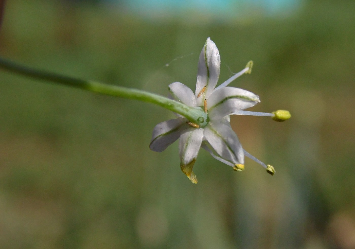 Image of Allium cepa specimen.