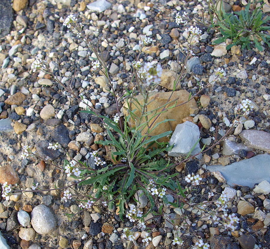 Image of Braya humilis specimen.