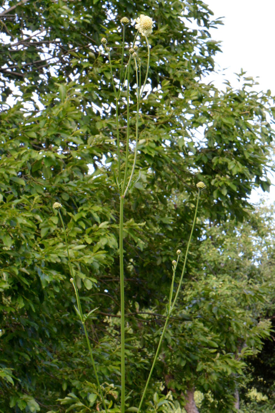 Image of Cephalaria gigantea specimen.