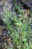 Medicago tianschanica