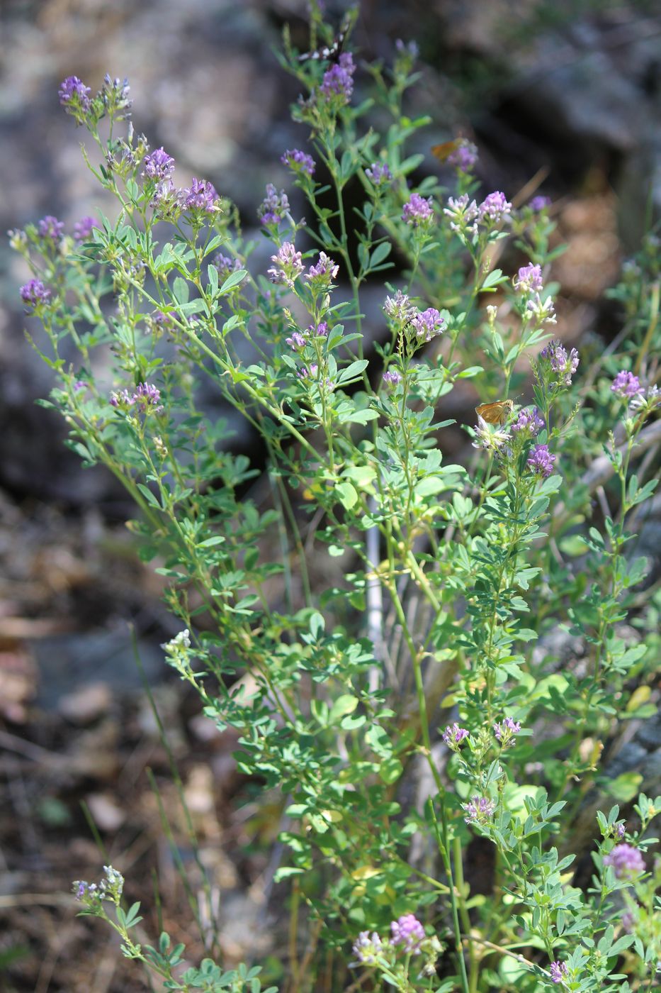 Изображение особи Medicago tianschanica.