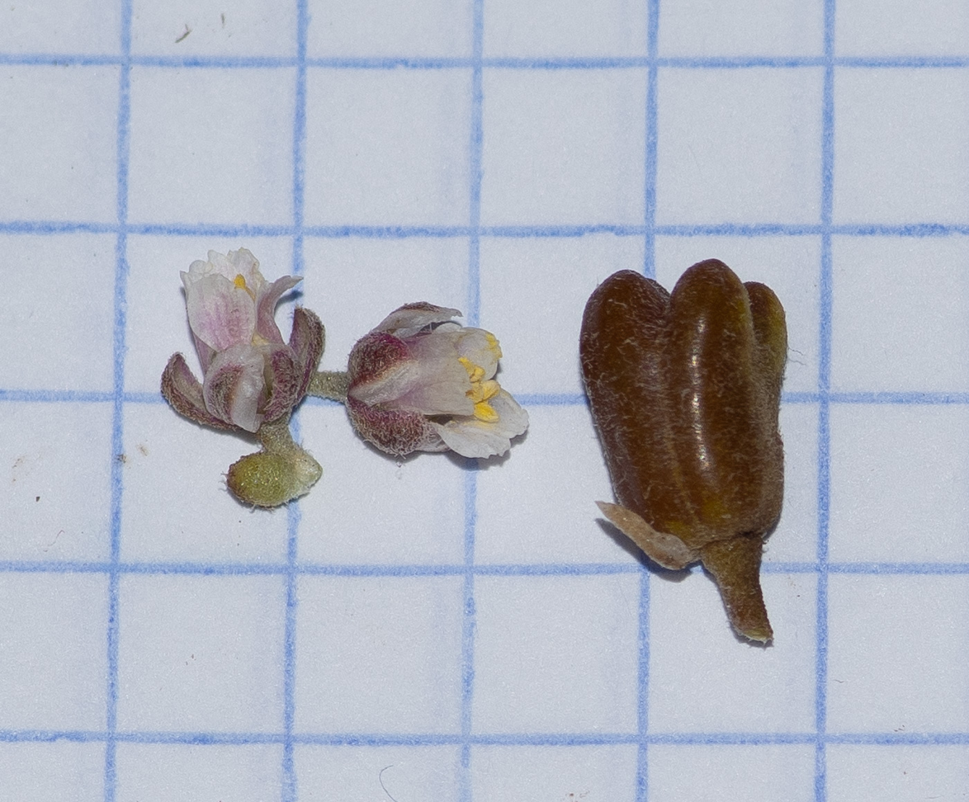 Изображение особи Tetraena gaetula.