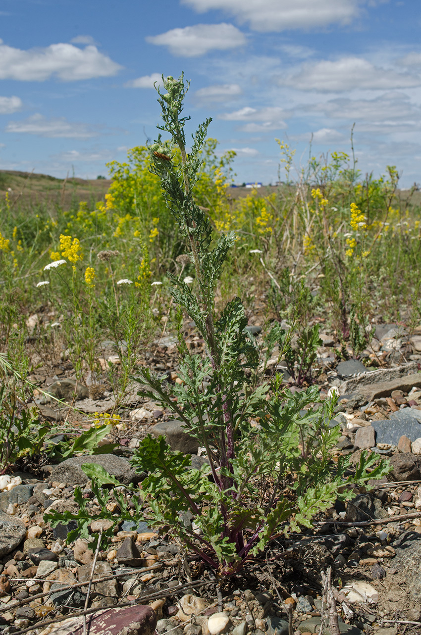 Image of Senecio jacobaea specimen.