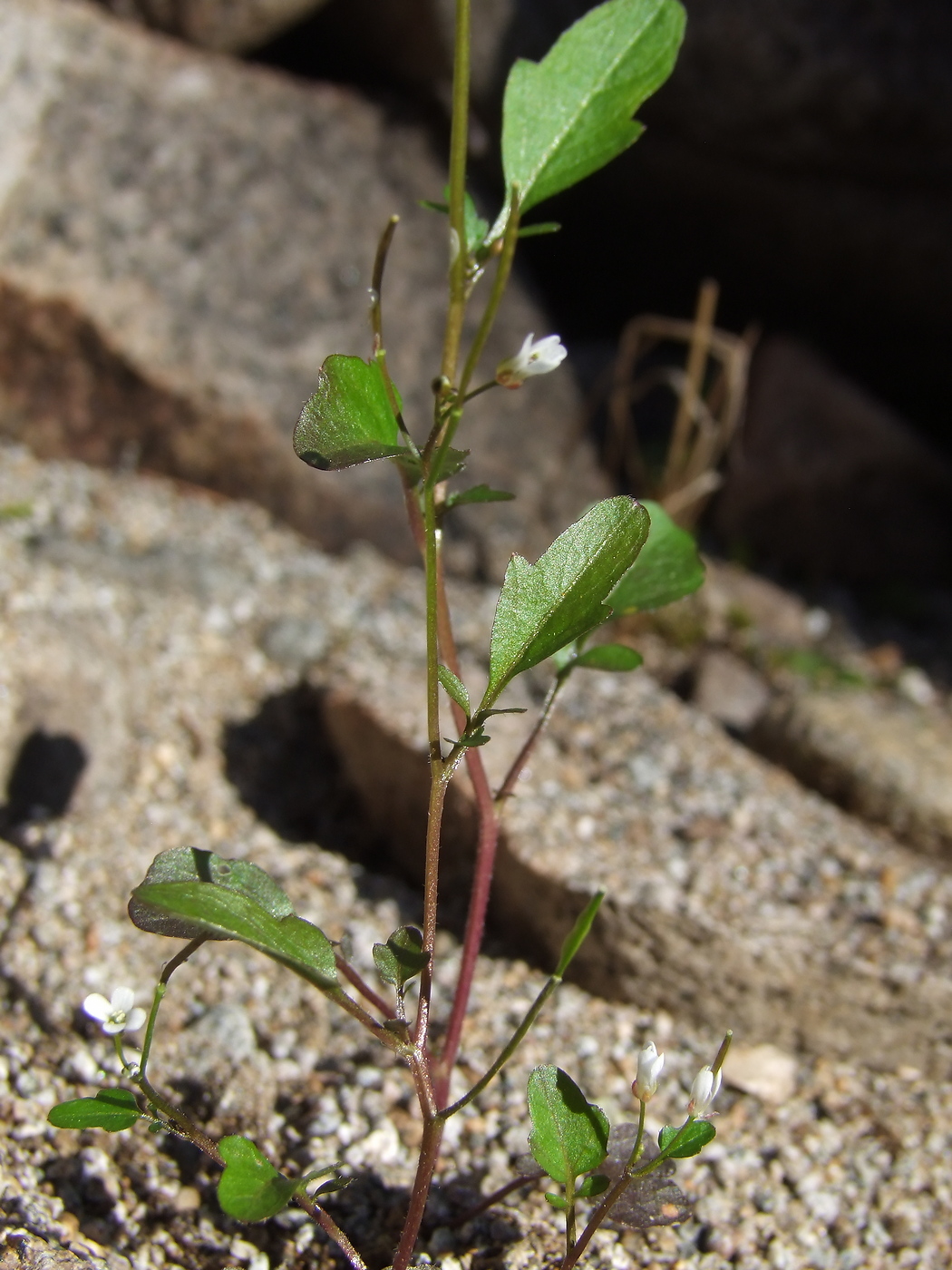 Image of Cardamine regeliana specimen.