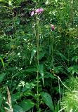 Cirsium heterophyllum