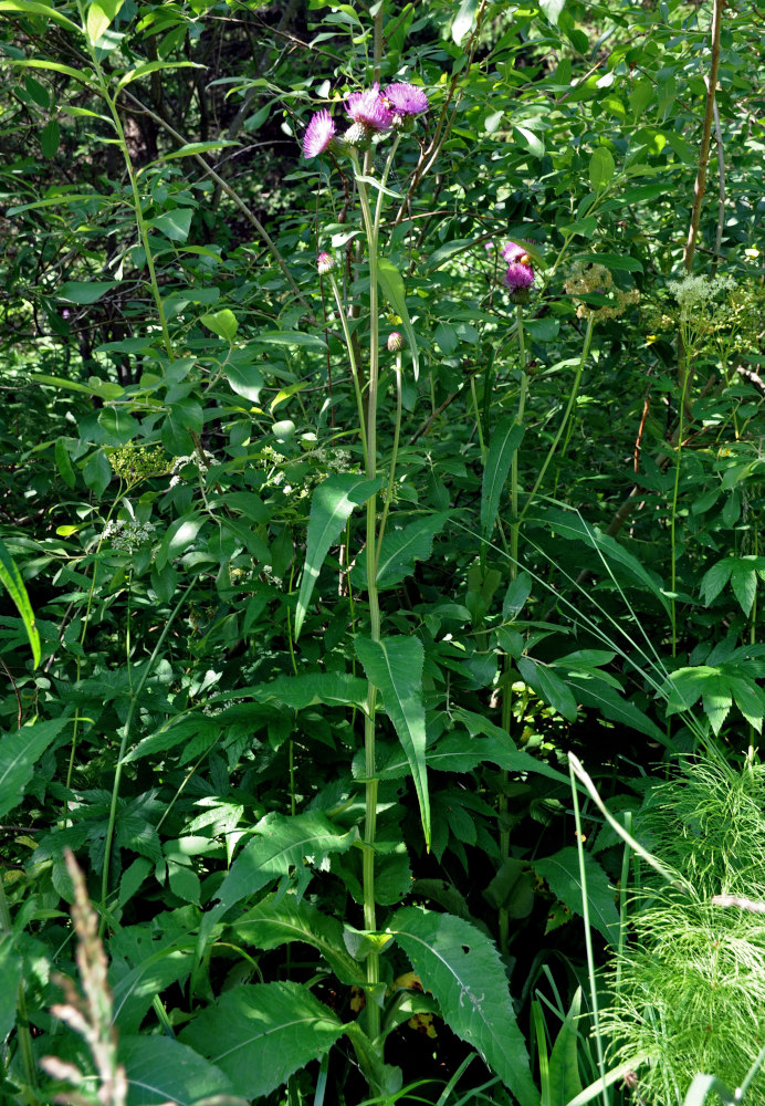 Изображение особи Cirsium heterophyllum.