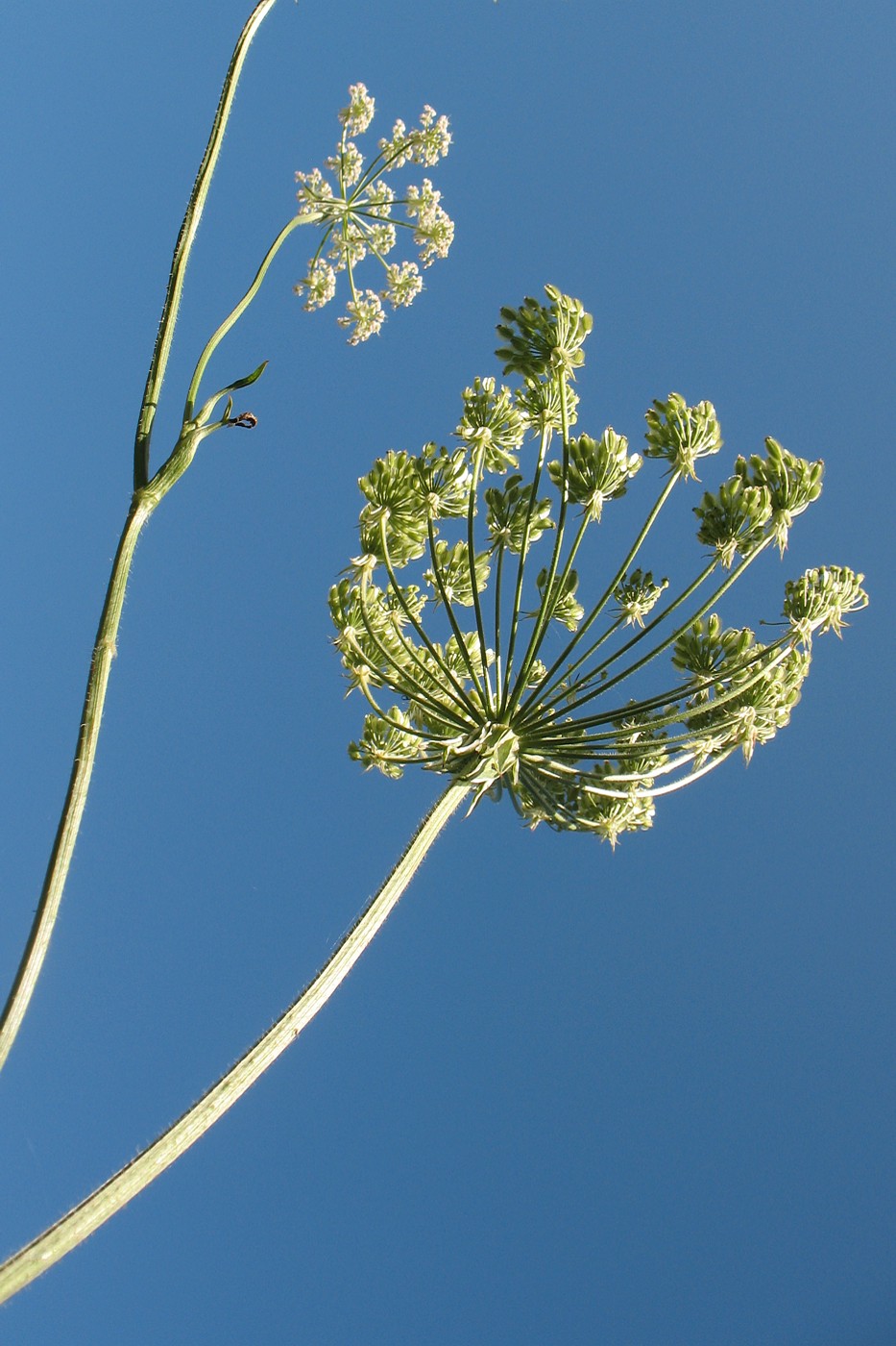 Image of Laserpitium prutenicum specimen.