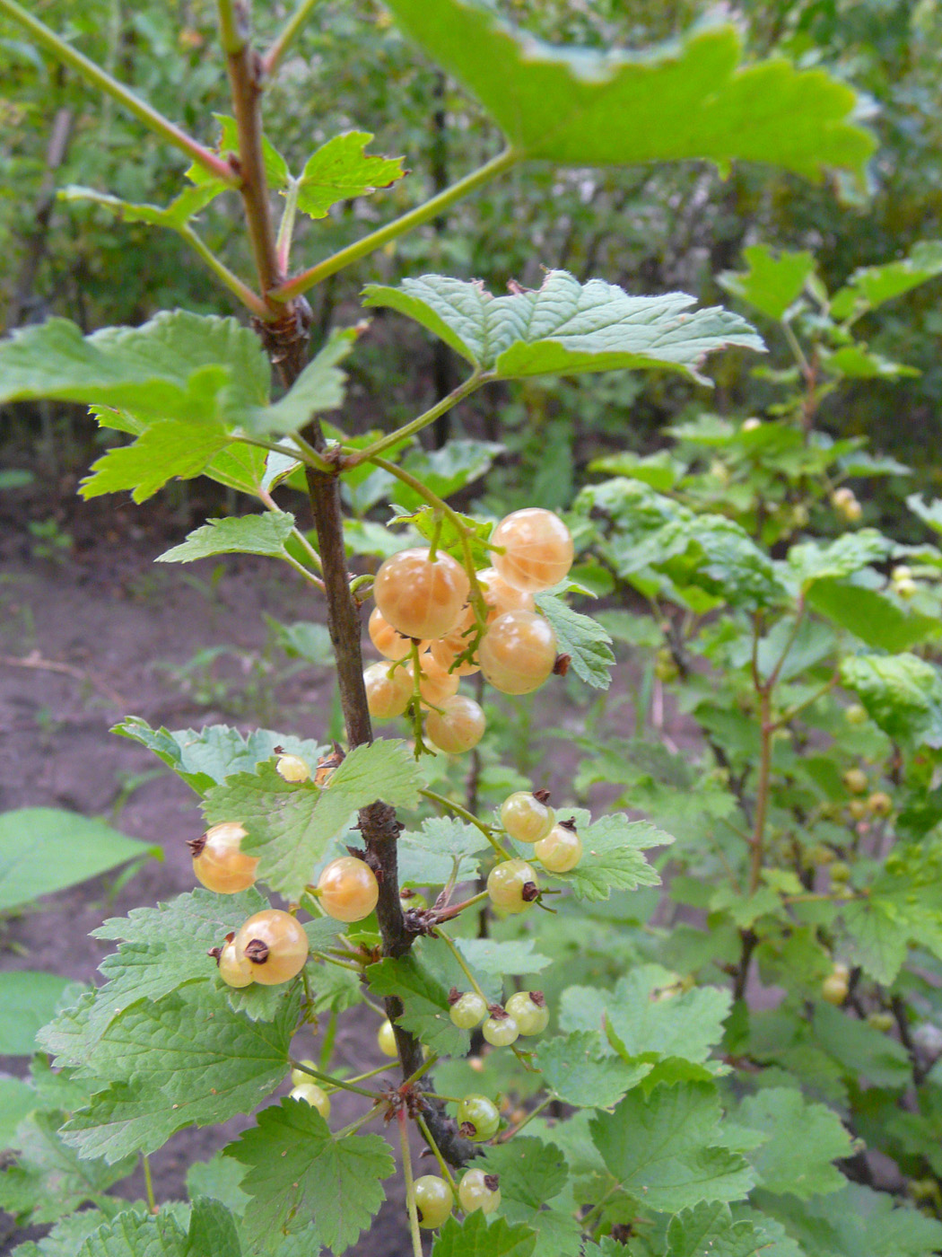 Изображение особи Ribes rubrum.