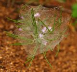 Dontostemon dentatus