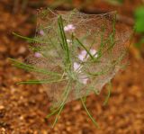 Image of taxon representative. Author is Алексей Чернышев