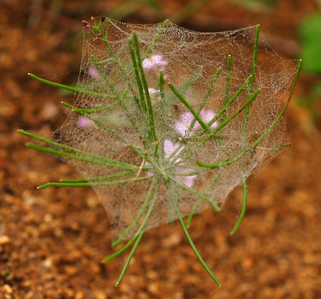 Image of Dontostemon dentatus specimen.