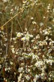 Polygonum pseudoarenarium