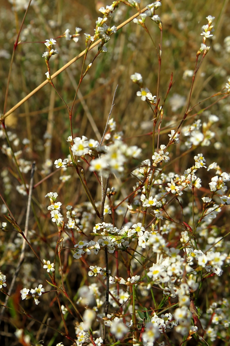 Изображение особи Polygonum pseudoarenarium.