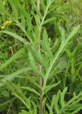 Senecio argunensis