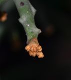 Image of taxon representative. Author is Татьяна Мальчинская