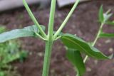 Epilobium hornemannii. Средняя часть побега. Свердловская обл., окр. г. Североуральск, дачный участок. 14.07.2019.
